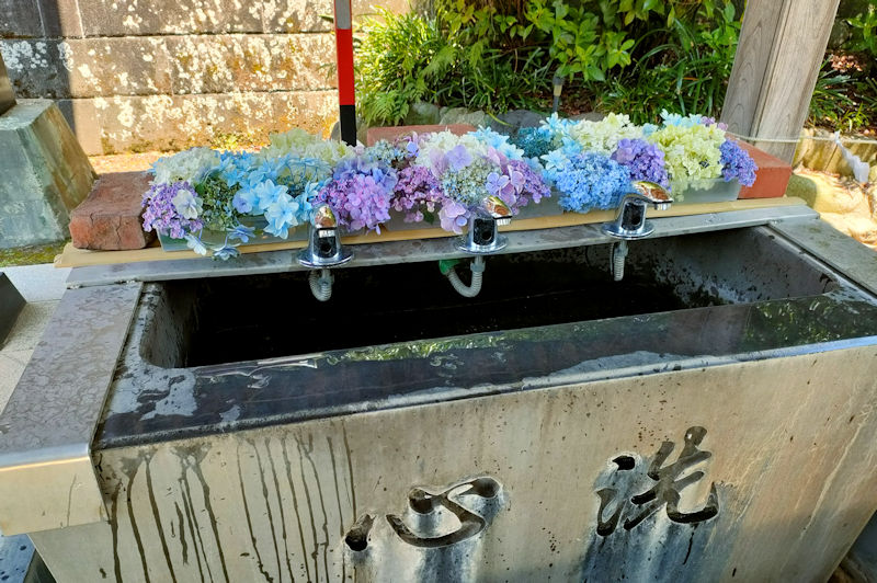 手水舎にはカラフルなアジサイが