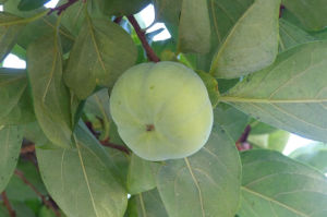 風などで落ちてしまった