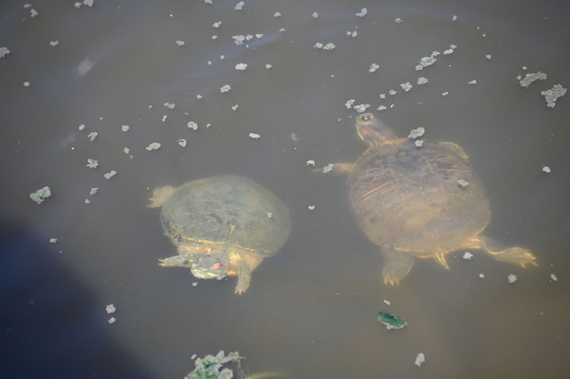 カメさんやトンボが生き生き