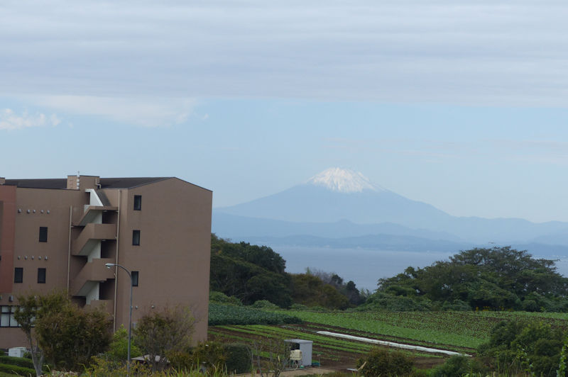 展望台からは青々した広い畑が
